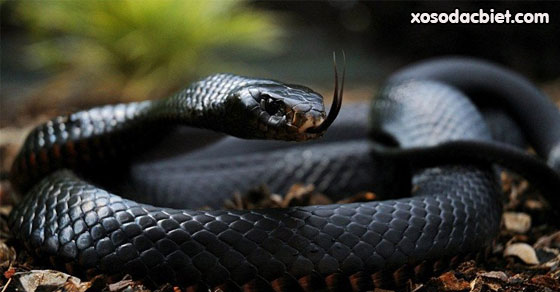 Giải mã giấc mơ thấy rắn màu đen là điềm gì, tốt hay xấu?
